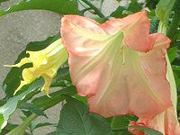 �G���W�F���X��g�����y�b�g(ANGEL'S TRUMPET)