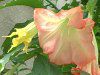 �G���W�F���X��g�����y�b�g