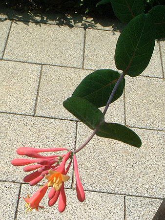 �g�����y�b�g�E�n�j�[�T�b�N��(trumpet honeysuckle)