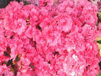 �N�����c�c�W