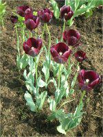 �`���[���b�v(Tulip)