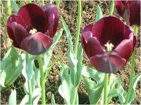 �`���[���b�v(Tulip)