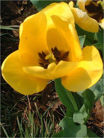 �`���[���b�v(Tulip)