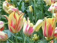 �`���[���b�v(Turip)