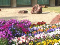 �T�C�l���A (cineraria)