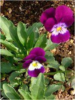 �r�I��(Viola)