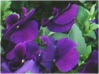�p���W�[(Pansy)