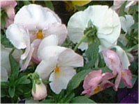 �p���W�[(Pansy)