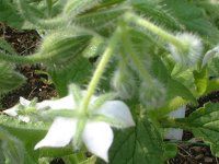 �{���W(Borage)