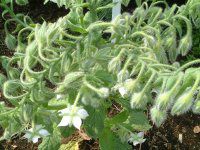 �z���C�g�E�{���W(White Borage)