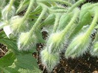�{���W(Borage)