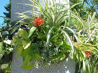 �O�Y�}�j�A�E�}�O�j�t�B�J(Guzmania magnifica)