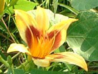 �w�����J���X(Hemerocallis)
