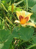 �w�����J���X(Hemerocallis)