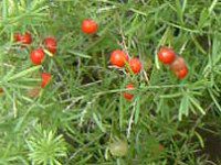 �A�X�p���K�X�E�f���V�t�����X�e�X�v�����Q��'(Asparagus densiflorus 'Sprengeri'�j