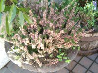 �J���[�i