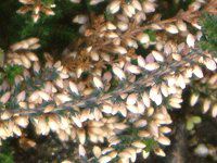 �J���[�i�E�u���K���X�iColluna vulgaris�j
