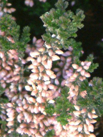 �J���[�i�E�u���K���X(Colluna vulgaris)
