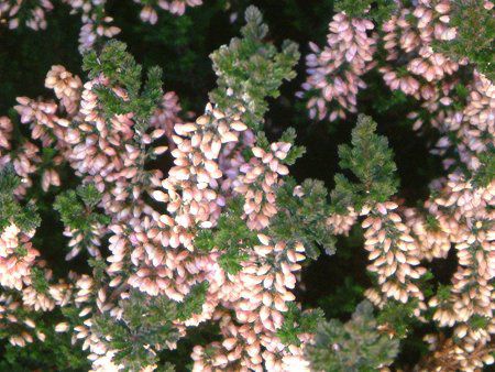 �J���[�i�E�u���K���X(Colluna vulgaris)