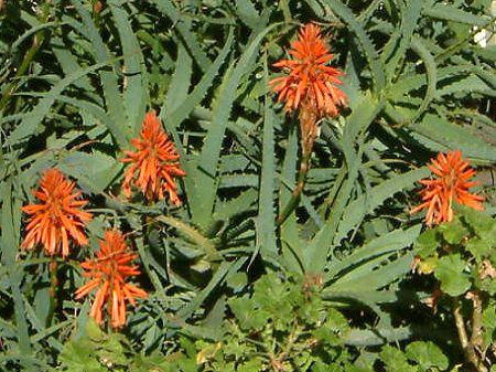 �A���G(Aloe)