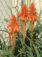 �L�_�`�A���G�i�ؗ�aloe�j