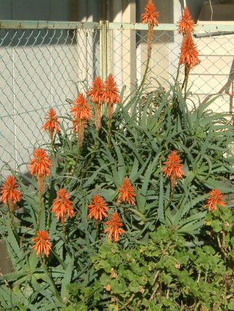 �A���G(Aloe)
