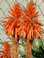�A���G(Aloe)