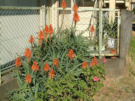 �A���G(Aloe)