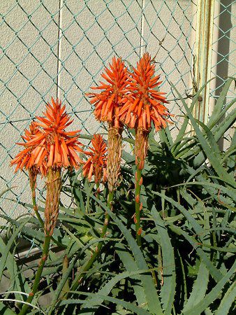 �A���G(Aloe) 