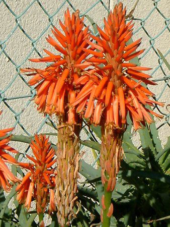 �A���G�iAloe�j