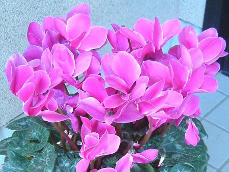 �V�N������(Cyclamen)