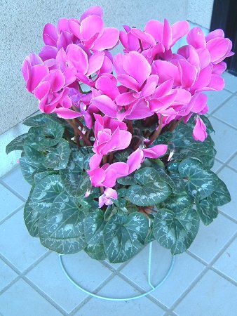 �V�N������(Cyclamen)
