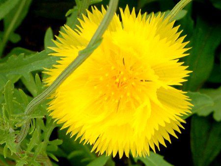 �C�G���[�T���^��(Yellow Sultan)