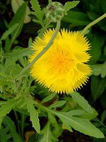 �C�G���[�T���^���iYellow Sultan�j