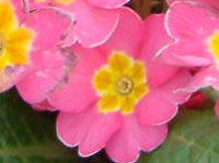 �v�������E�|���A���T(Primula polyantha)