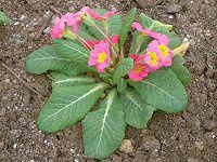 �v�������E�|���A���T2(Primula polyantha)