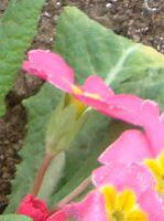 �v�������E�|���A���T(Primula polyantha)