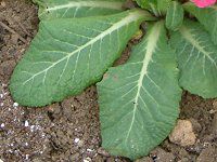 �v�������E�|���A���T5(Primula polyantha)