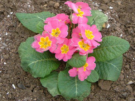 �v�������E�|���A���T�iPrimula polyantha�j