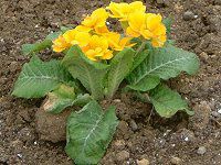 �v�������E�|���A���T(Primula polyantha)
