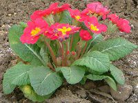 �v�������E�|���A���T53(Primula polyantha)