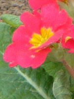 �v�������E�|���A���T(Primula polyantha)