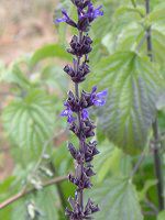 ���x���_�[�Z�[�W(Lavender sage)