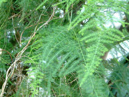 �A�X�p���K�X�E�v�����[�T�X(Asparagus plumosus)