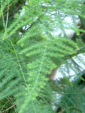 �A�X�p���K�X�E�v�����[�T�X(Asparagus plumosus