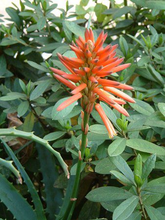 �A���G(Aloe)