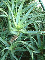 �A���G(Aloe)
