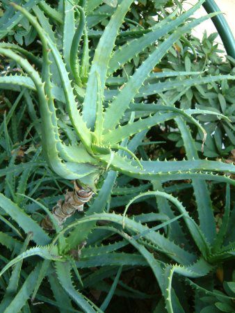 �A���G(Aloe)