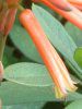 �A���G(Aloe)