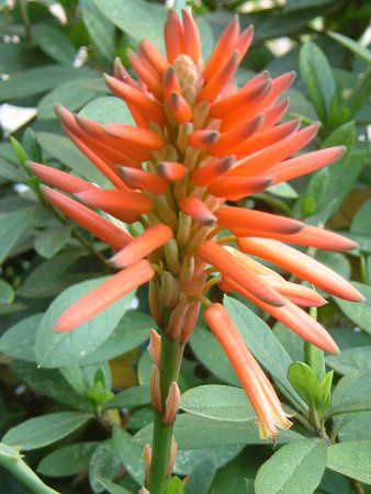 �A���G(Aloe)